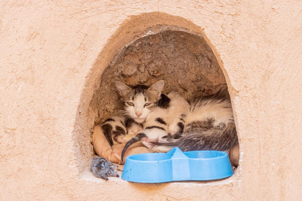 Association pour les chats au Maroc
