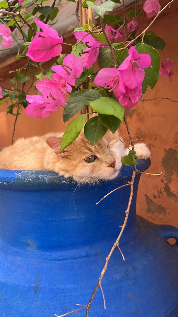 La Villa des Chats – Un Refuge de Sécurité et d’Amour