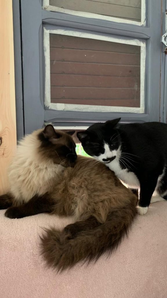 La Villa des Chats – Un Refuge de Sécurité et d’Amour