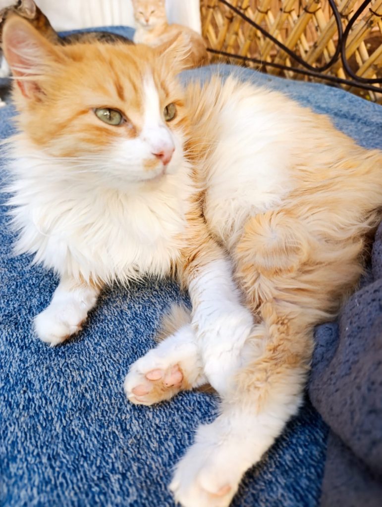 Sauver les chats errants au Maroc - Cats of Atlas