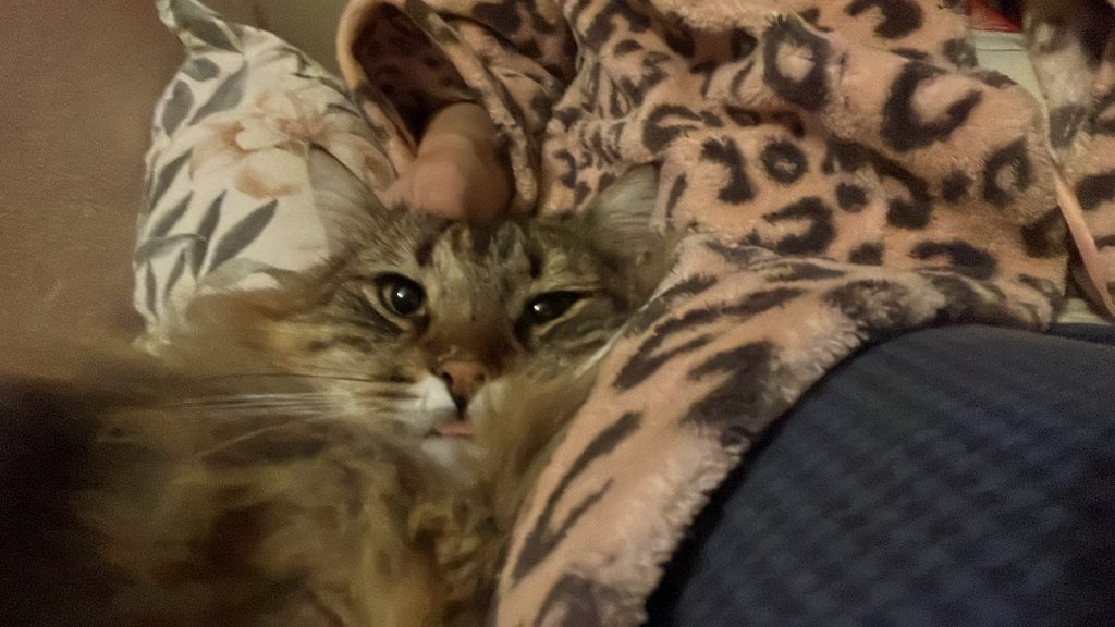 Bijoux - Cats of Atlas