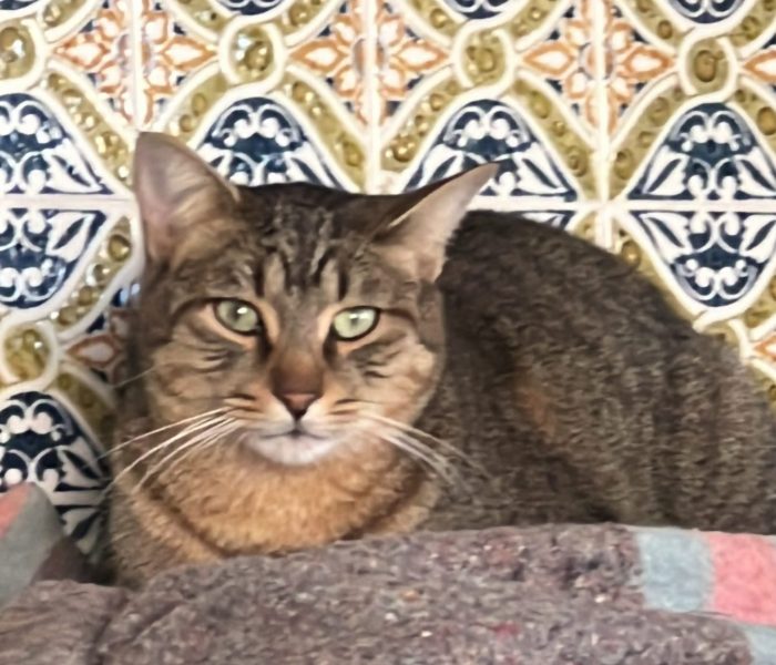 Portos - Cats of Atlas