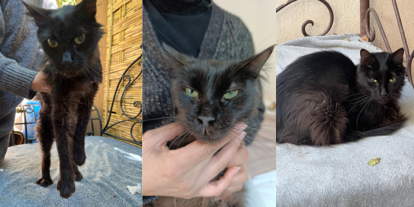 Alle Anzeichen für eine unzureichende GS-Dosierung (FIP)