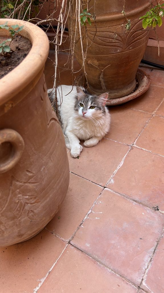 La Villa des Chats – Un Refuge de Sécurité et d’Amour