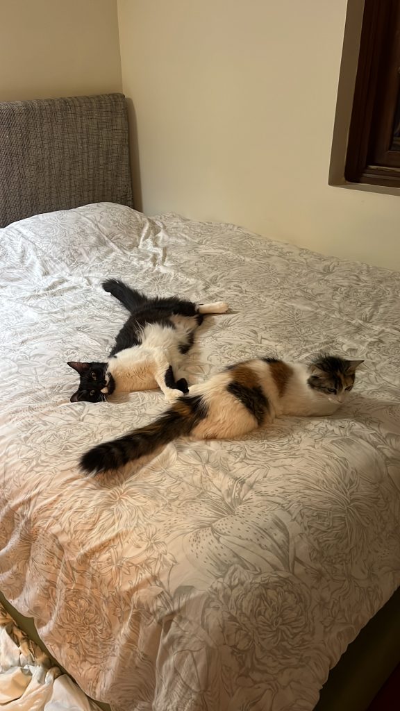 La Villa des Chats – Un Refuge de Sécurité et d’Amour