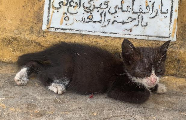 Association pour les chats au Maroc
