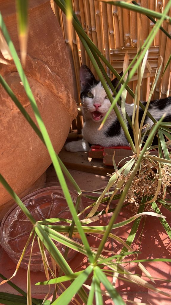 La Villa des Chats – Un Refuge de Sécurité et d’Amour