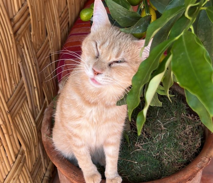 Pipette - Cats of Atlas