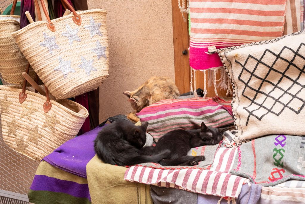 Association pour les chats au Maroc