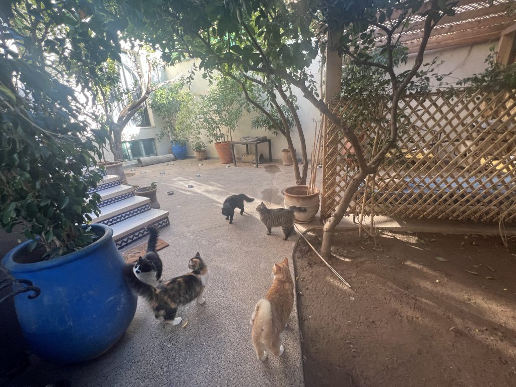 Sauver les chats errants au Maroc - Cats of Atlas