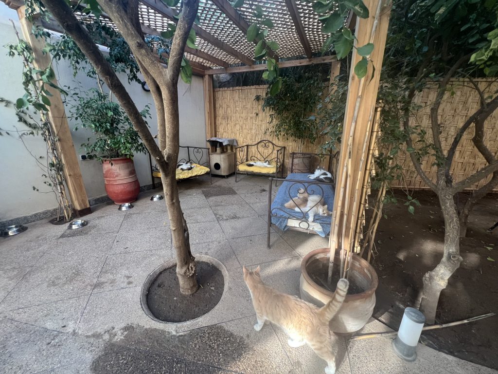 La Villa des Chats – Un Refuge de Sécurité et d’Amour