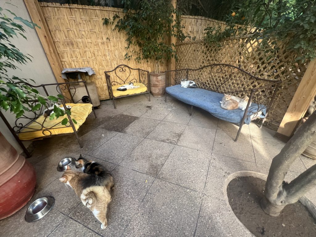 Sauver les chats errants au Maroc - Cats of Atlas