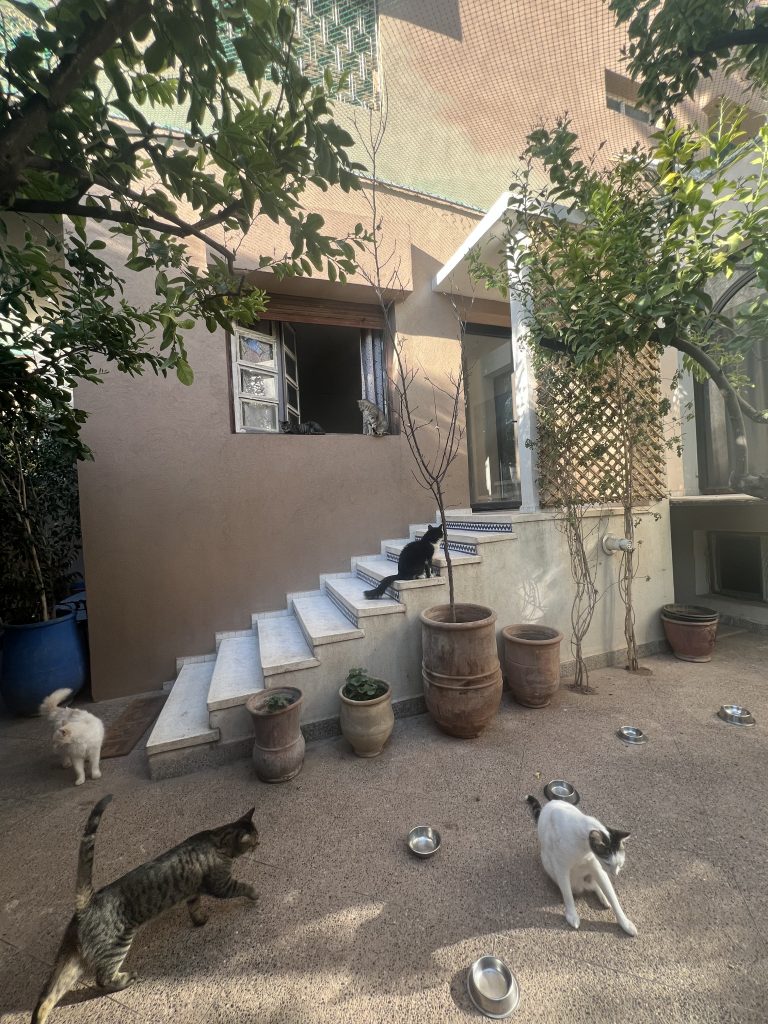 La Villa des Chats – Un Refuge de Sécurité et d’Amour