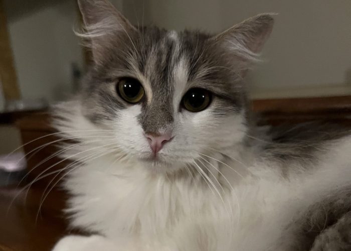 Bella - Cats of Atlas