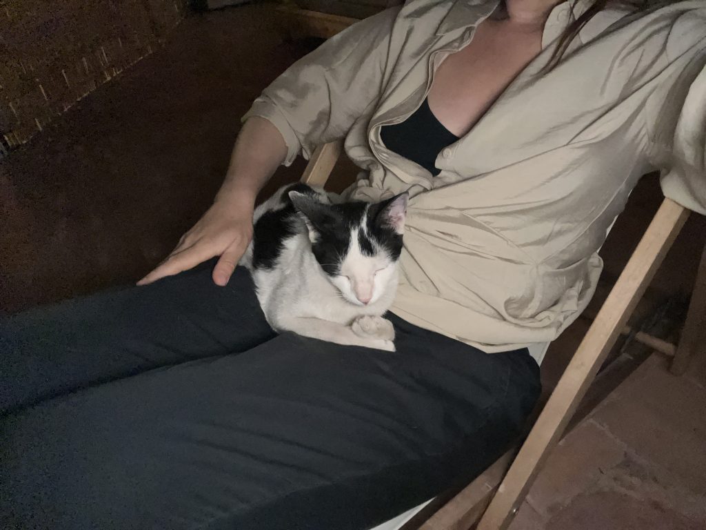 Mansoura Cats of Atlas