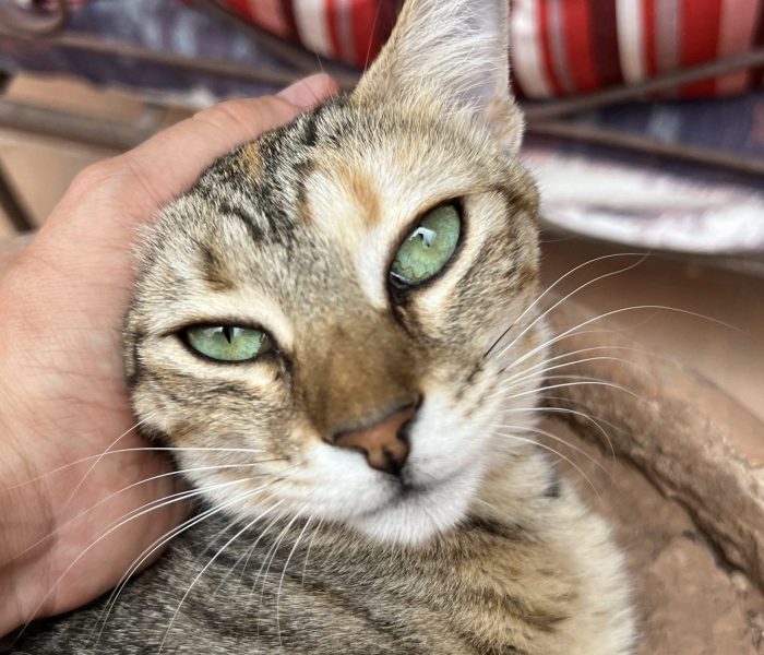 Jasmone - Cats of Atlas