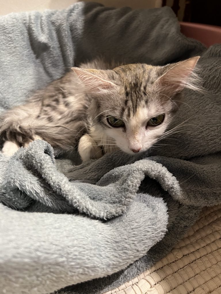 chat sauvé de la PIF au Maroc