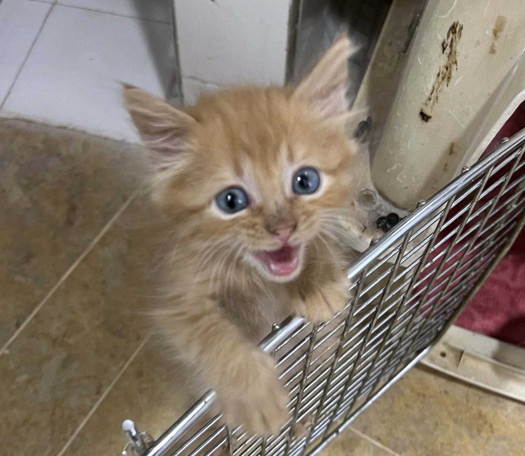 How to Help an Abandoned Kitten or Cat in Morocco