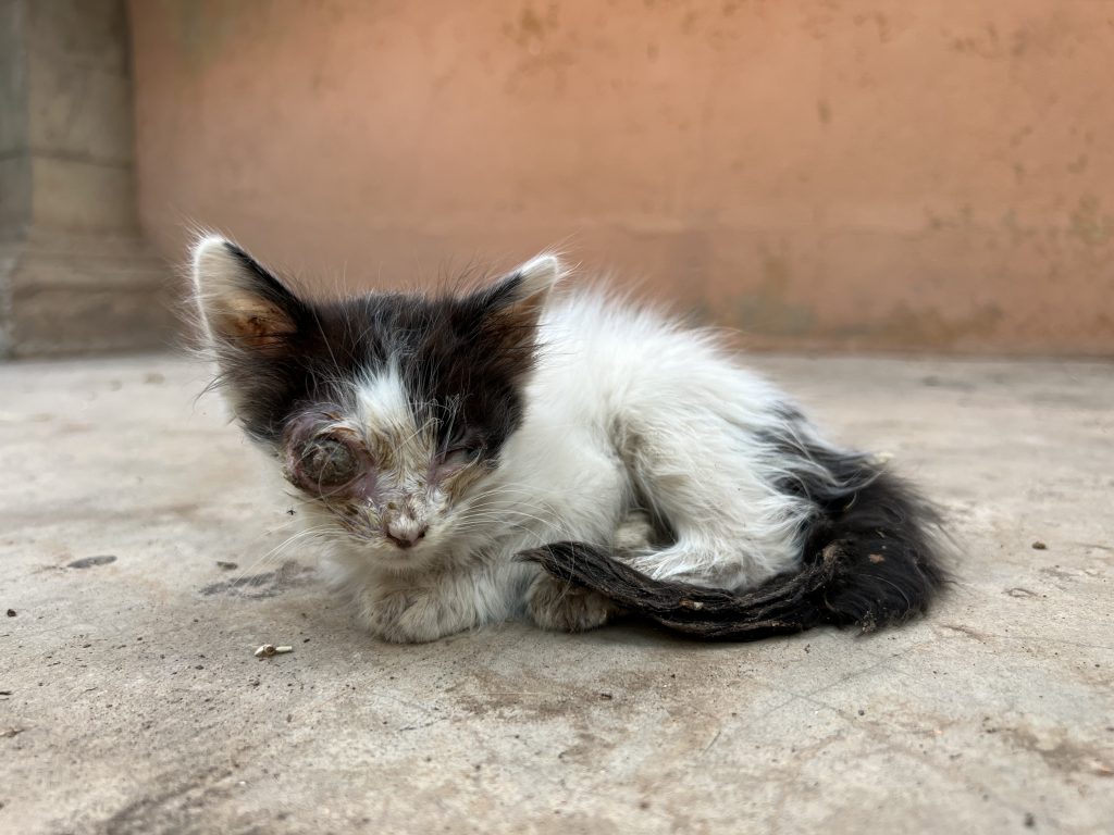 Association pour les chats au Maroc