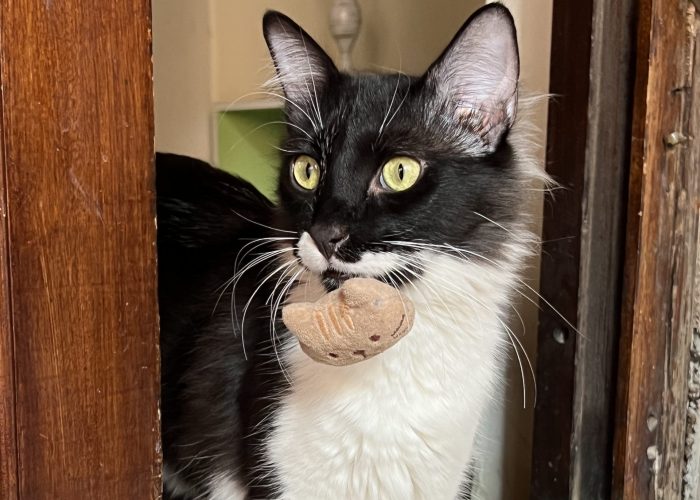 Felix - Cats of Atlas