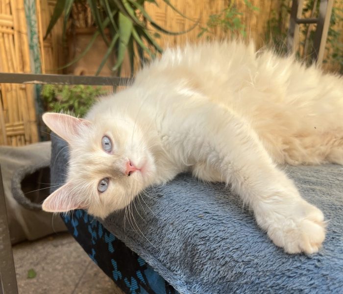 Perle - Cats of Atlas