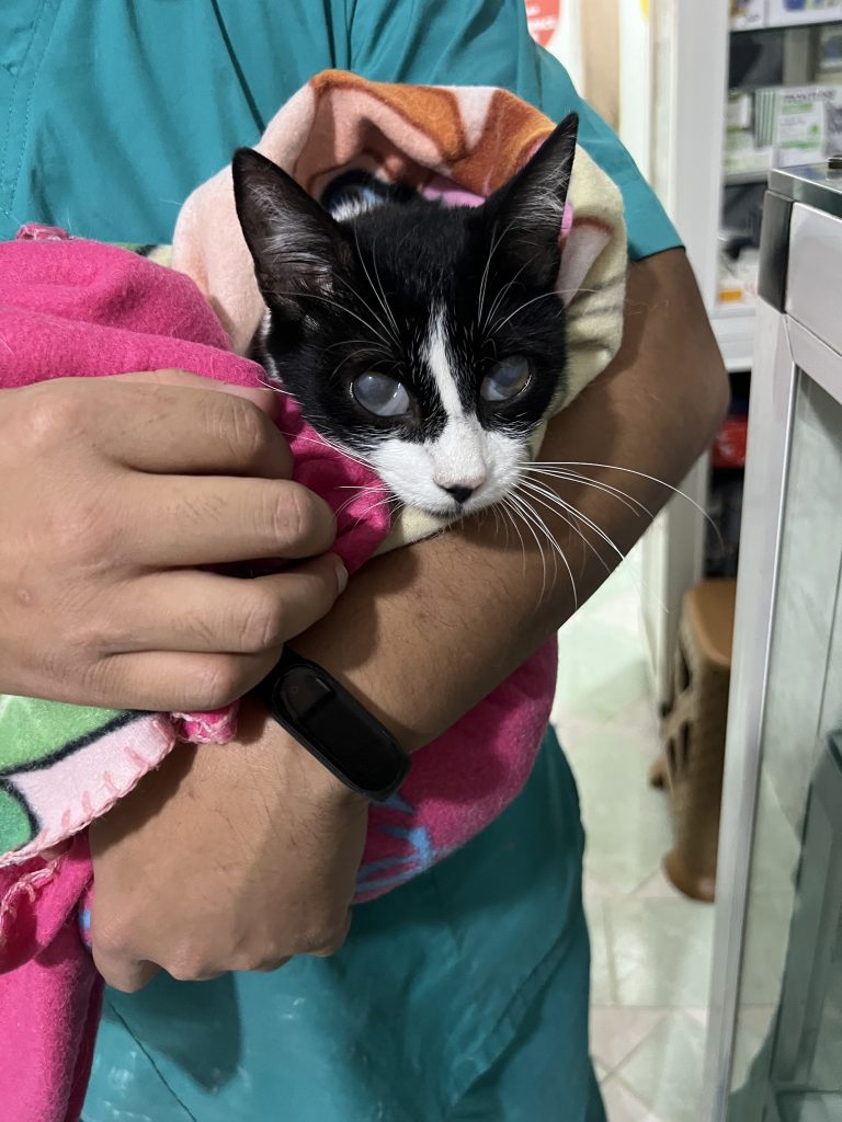 chat sauvé de la PIF au Maroc