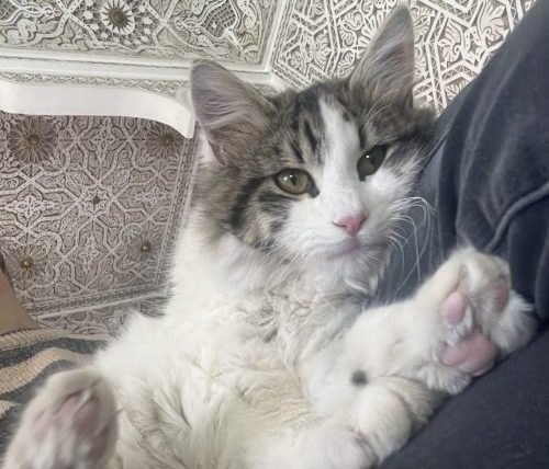 Mabruk - Cats of Atlas