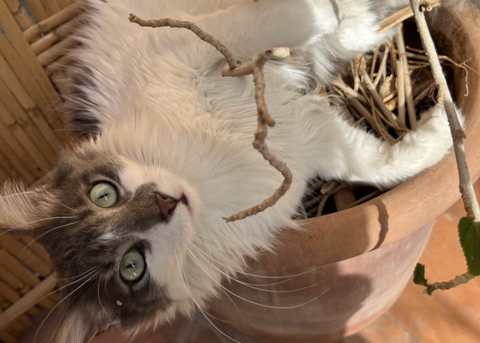 Furia - Cats of Atlas