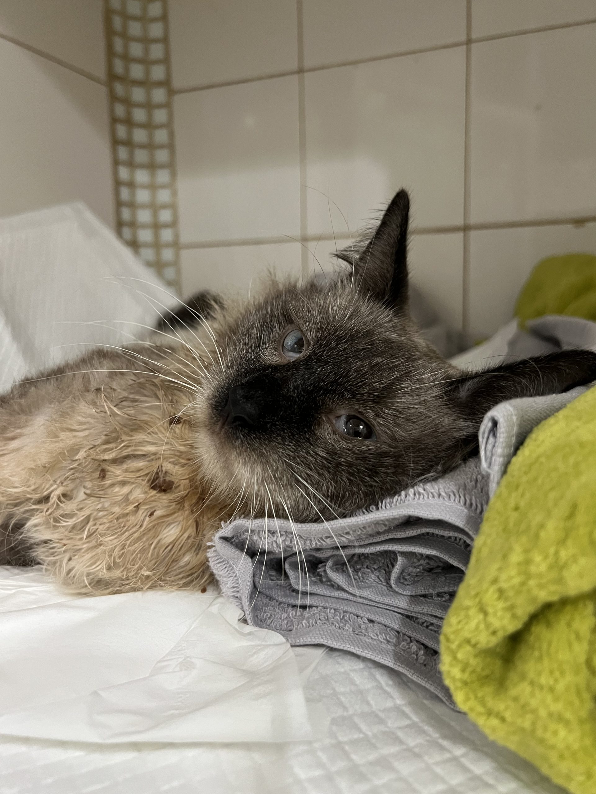 Tous les signes que votre chat peut avoir la PIF (Péritonite Infectieuse Féline)