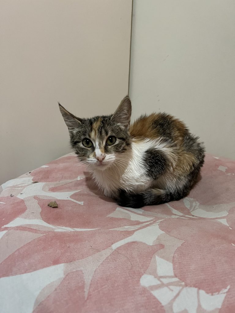 chat sauvé de la PIF au Maroc