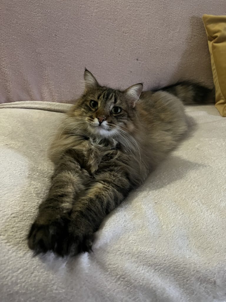 bibi - cats of atlas