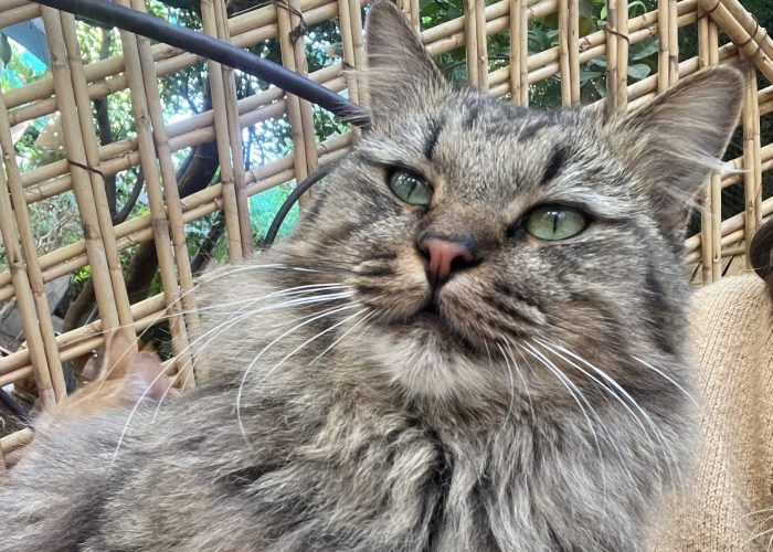 Safari - Cats of Atlas