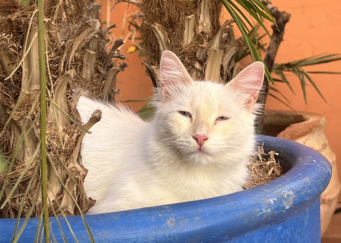 Perle - Cats of Atlas