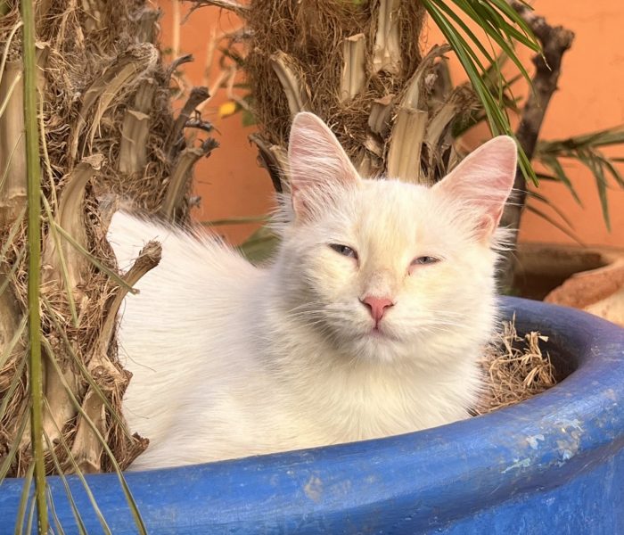 Perle - Cats of Atlas