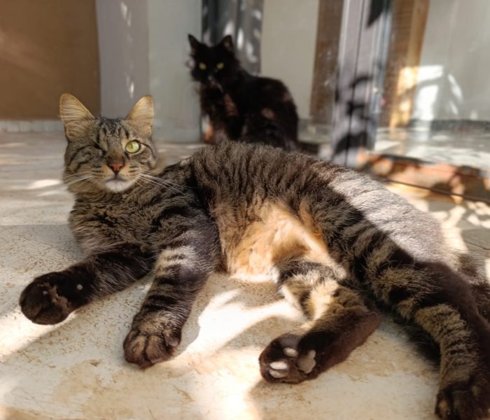 Tigrou - Cats of Atlas