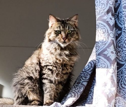 Safari - Cats of Atlas