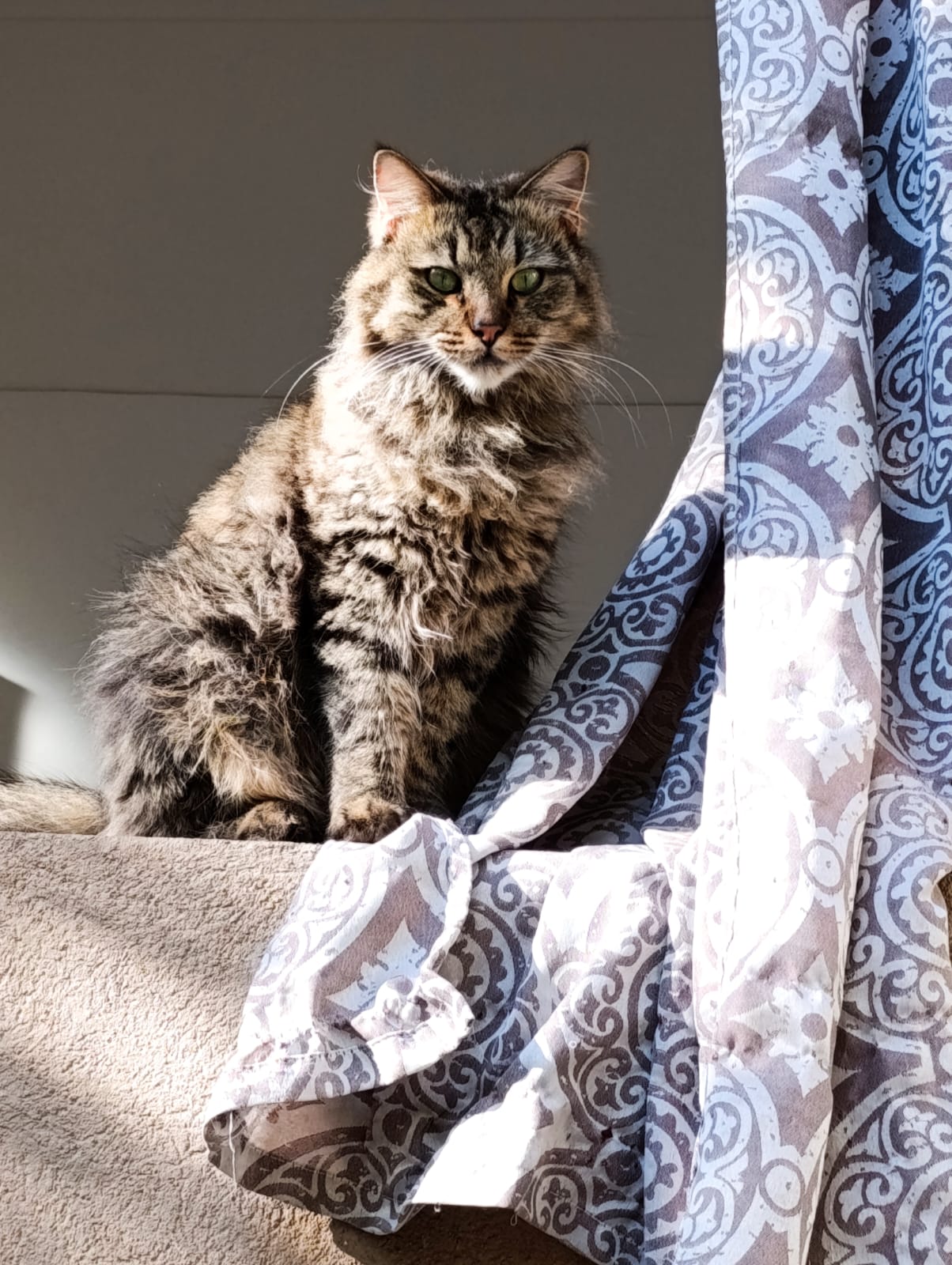 Sauver les chats errants au Maroc - Cats of Atlas