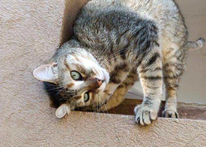 Jasmine - Cats of Atlas