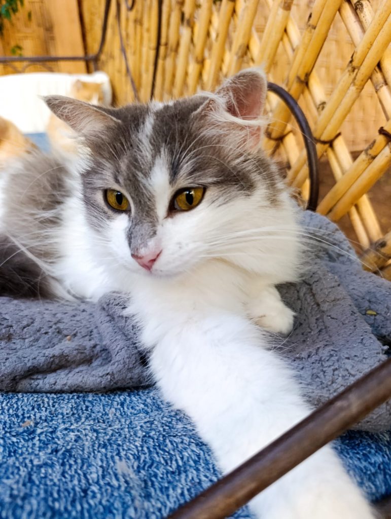 Bella - Cats of Atlas