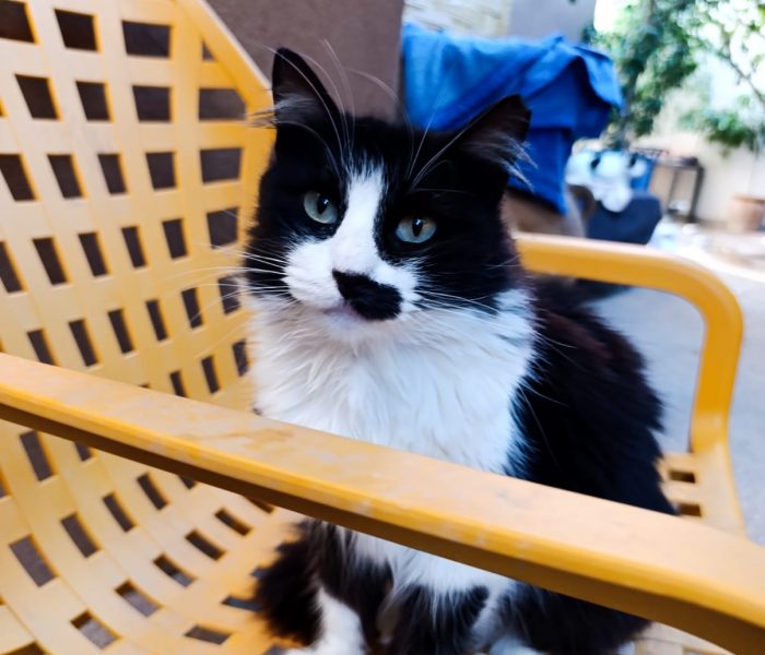 Plume - Cats of Atlas