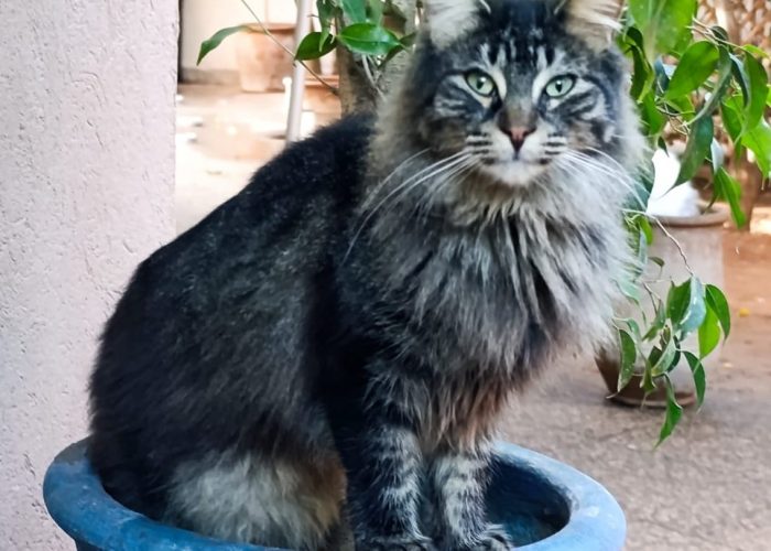 Aramis- Cats of Atlas