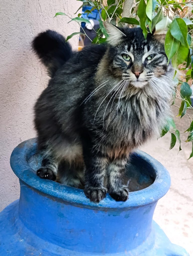 Sauver les chats errants au Maroc - Cats of Atlas