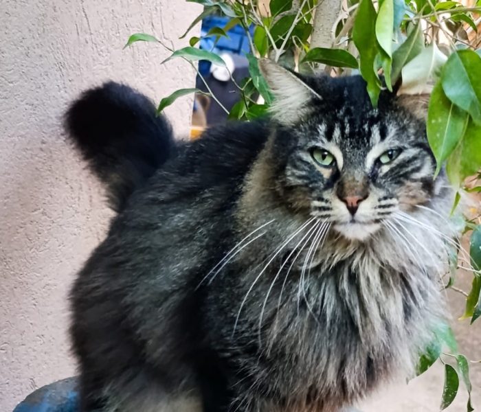 Aramis - Cats of Atlas