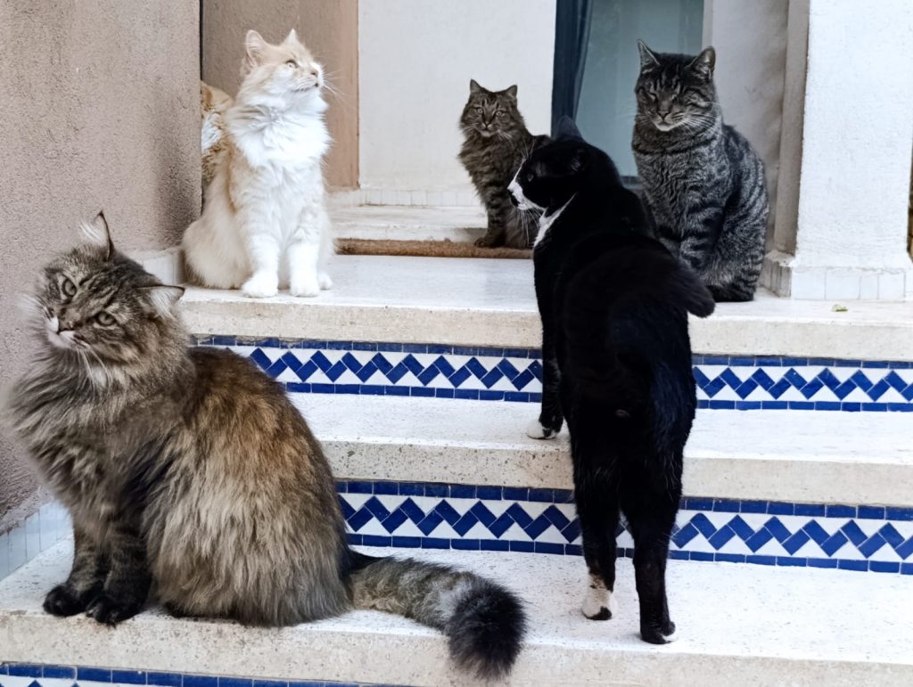 La Villa des Chats – Un Refuge de Sécurité et d’Amour