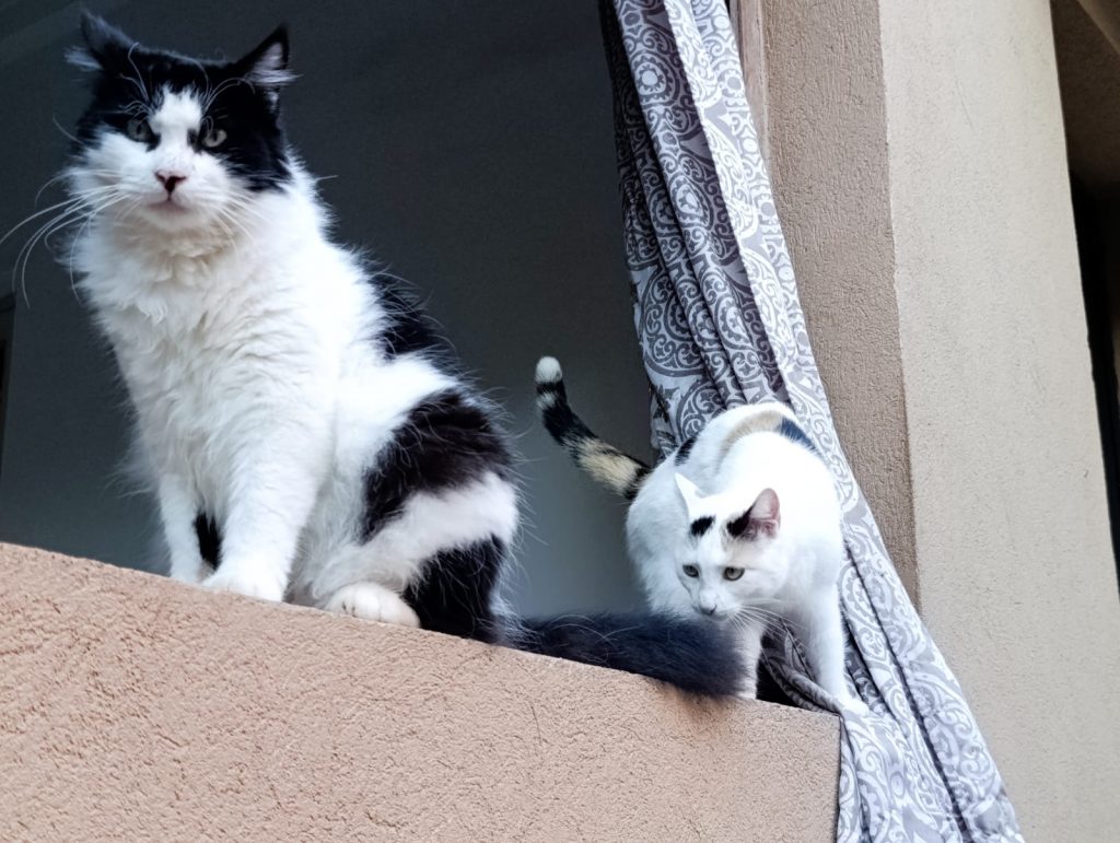 Sauver les chats errants au Maroc - Cats of Atlas