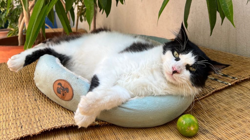 Didi - Cats of Atlas