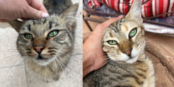 La tigna nel gatto: come eliminarla a casa e non confonderla con un’allergia alle punture di pulci