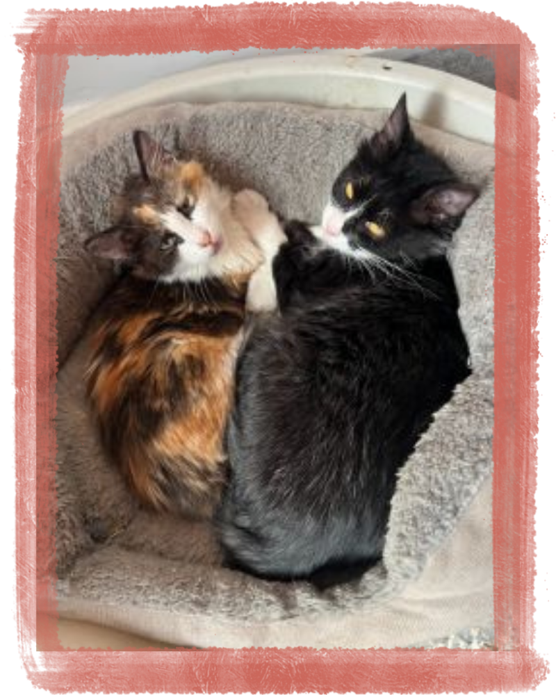 Nos Missions sur le Terrain - Cats of Atlas