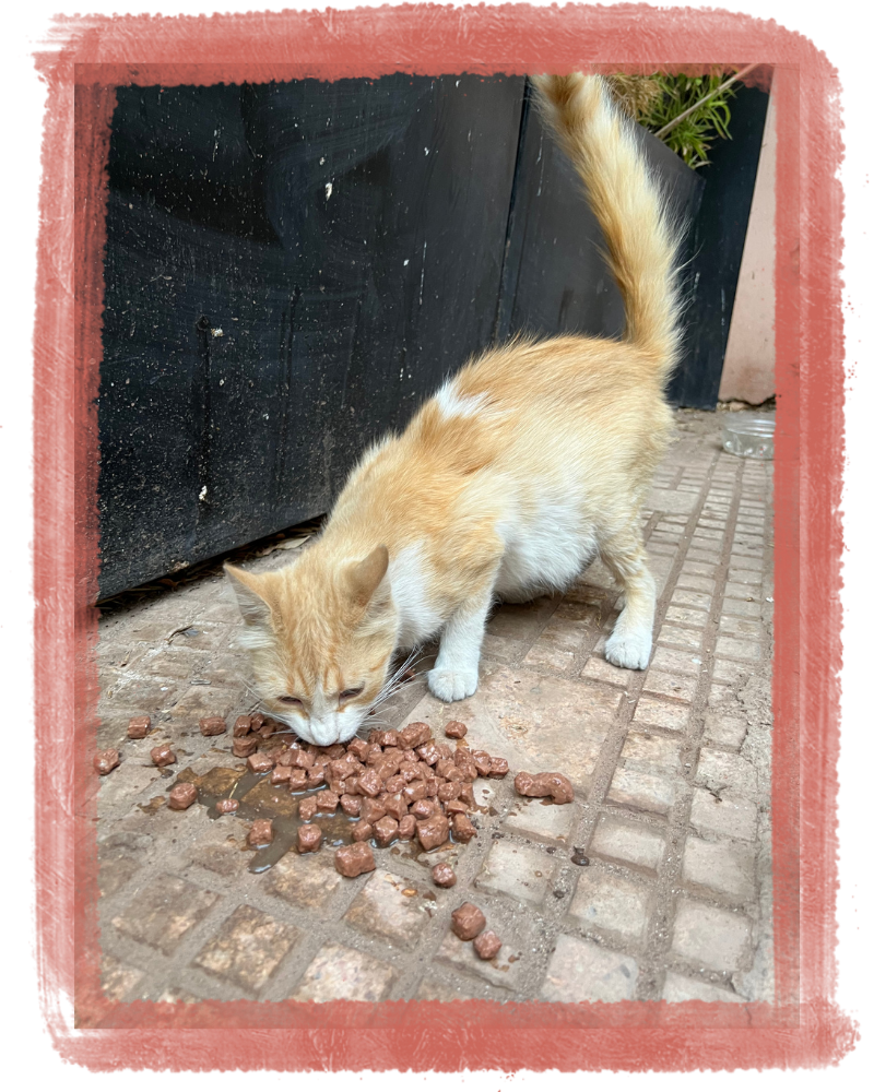 Nos Missions sur le Terrain - Cats of Atlas