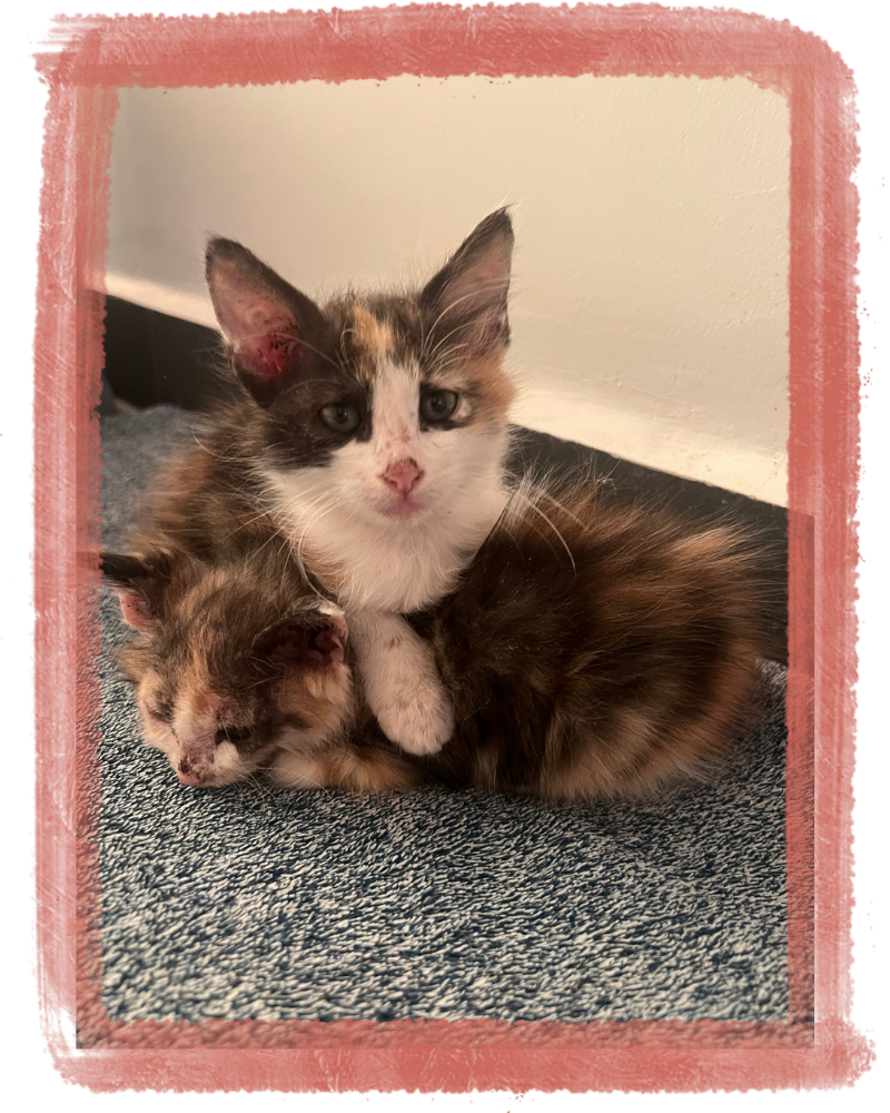 Nos Missions sur le Terrain - Cats of Atlas